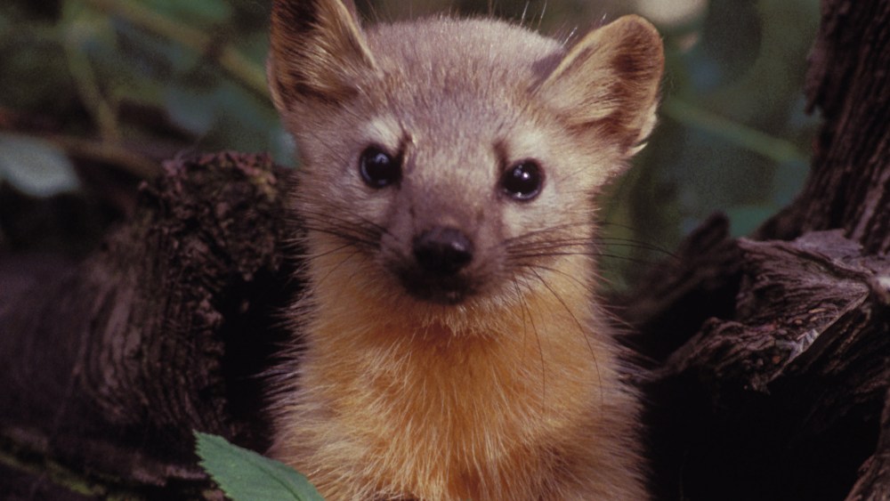 A Pine Marten, close cousin to the rare Humboldt Marten, poses for an official photo. (Photo by United States Fish and Wildlife Service/Wiki)