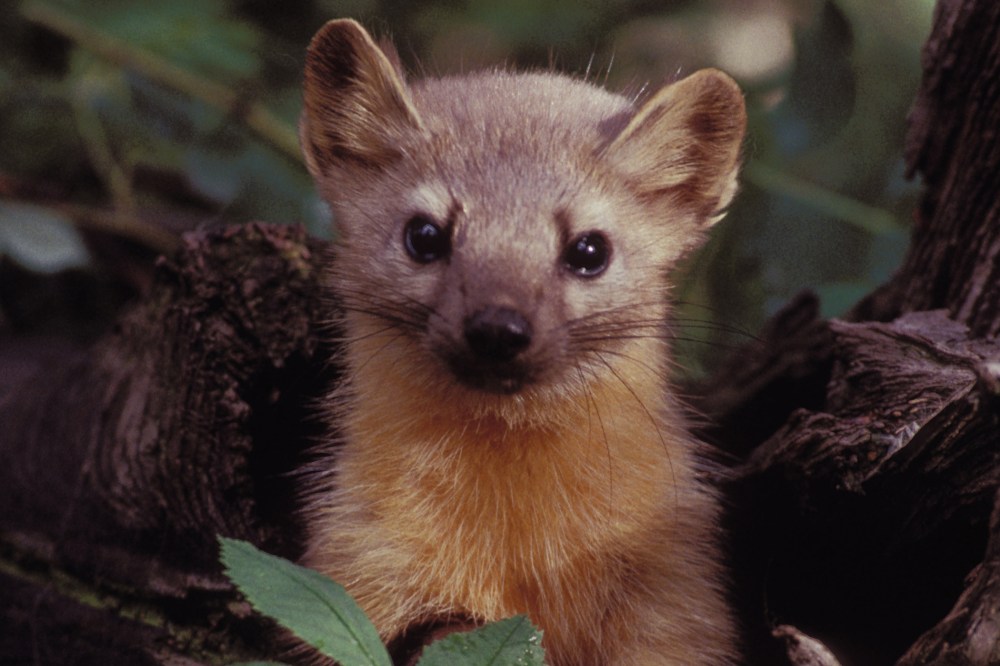 A Pine Marten, close cousin to the rare Humboldt Marten, poses for an official photo. (Photo by United States Fish and Wildlife Service/Wiki)