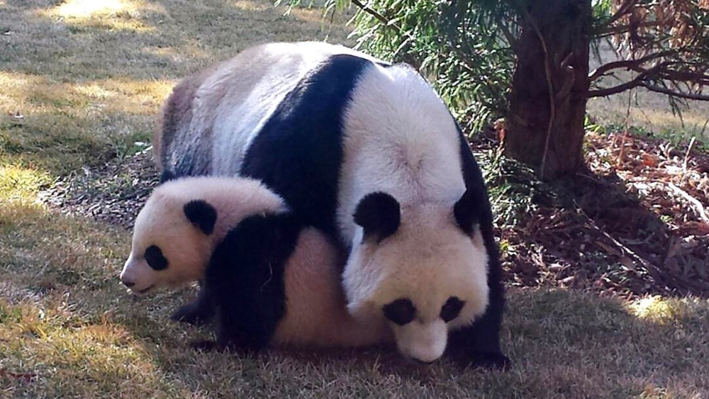 This photo provided by the Smithsonian National Zoo shows Giant panda cub Bao Bao outside with her mom Mei Xiang for the first time April 1, 2014.