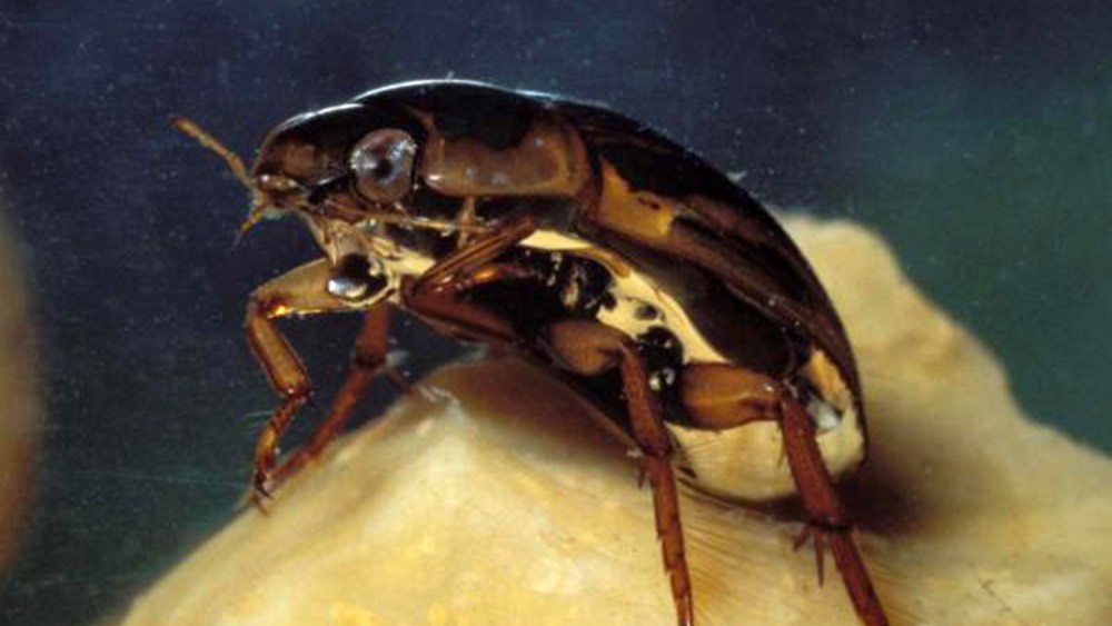 Predaceous Diving Beetle With Air Bubble