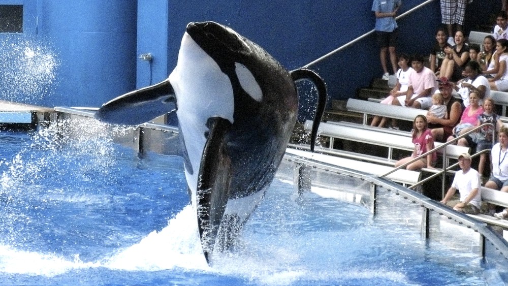 Tilikum, an orca whale at SeaWorld amusement park, performs in Orlando on Sept. 3, 2009/