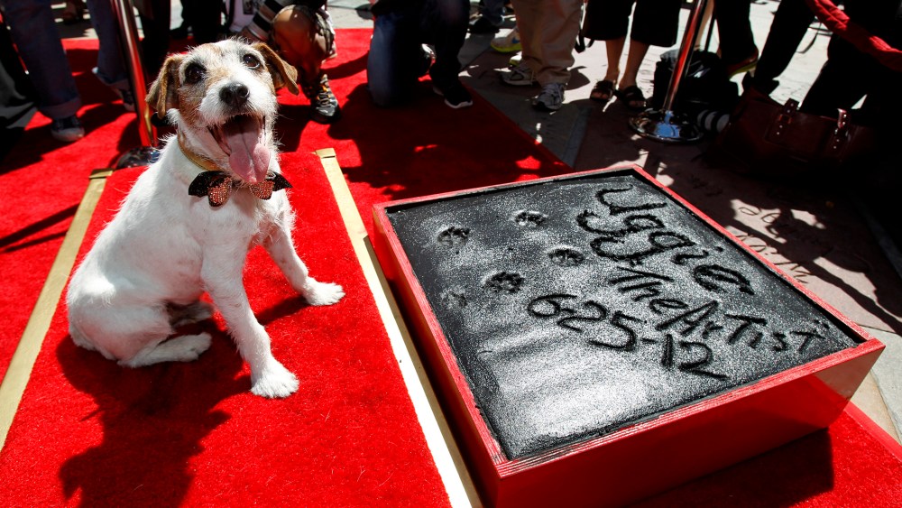 The dog Uggie, featured in the film "The Artist", is pictured after leaving his paw prints in cement in the forecourt of the Grauman's Chinese theatre in Hollywood, Calif., June 25, 2012. (Photo by Mario Anzuon/Reuters)