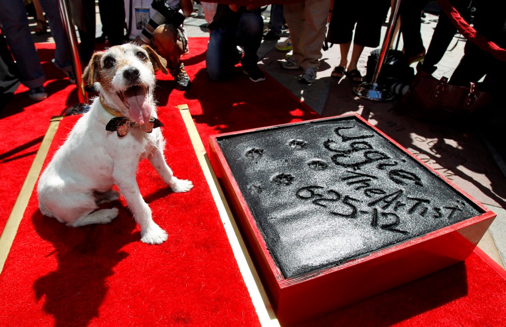 The dog Uggie, featured in the film "The Artist", is pictured after leaving his paw prints in cement in the forecourt of the Grauman's Chinese theatre in Hollywood, Calif., June 25, 2012. (Photo by Mario Anzuon/Reuters)