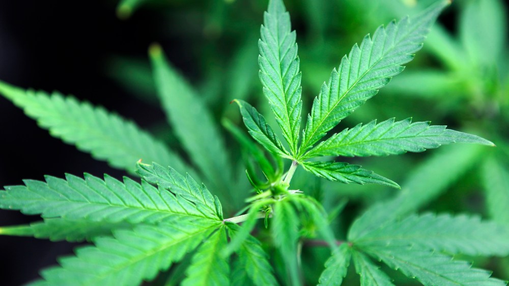 Marijuana plants are displayed. (Photo by Anthony Bolante/Reuters)