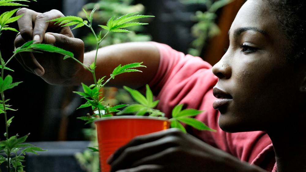 Union member Taylor displays medical marijuana during a media visit at the Venice Beach Care Center medical marijuana dispensary in Los Angeles, California