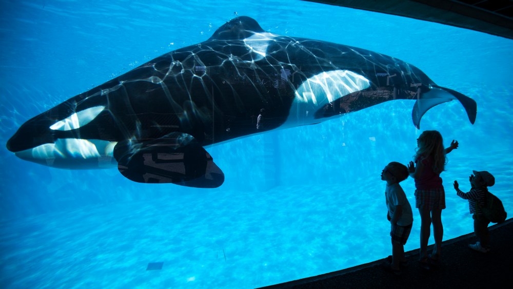 Young children get a close-up view of an Orca killer whale during a visit to the animal theme park SeaWorld in San Diego, Calif., March 19, 2014. (Photo by Mike Blake/Reuters)