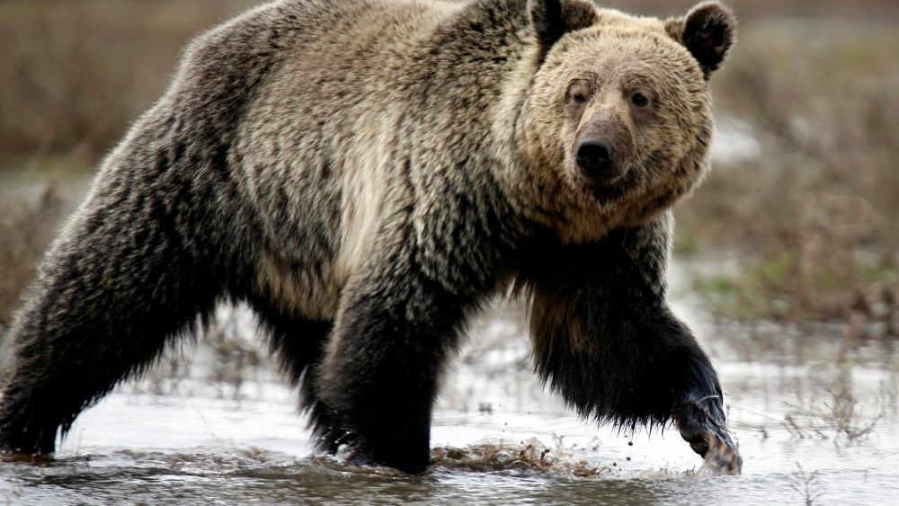 A grizzly bear roams through the Hayden Valley in Yellowstone National Park in Wyoming, May 18, 2014. (Photo by Jim Urquhart/Reuters)