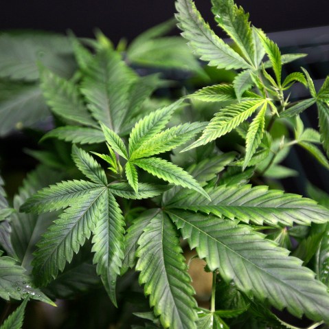 Marijuana plants for sale are displayed at the medical marijuana farmers market. (Photo by David McNew/Reuters)