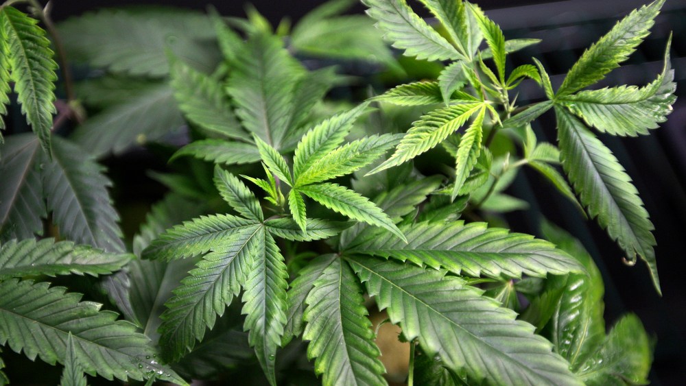 Marijuana plants for sale are displayed at the medical marijuana farmers market. (Photo by David McNew/Reuters)