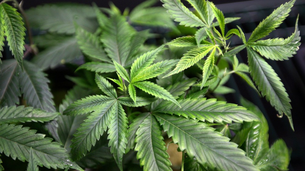 Marijuana plants for sale are displayed at the medical marijuana farmers market. (Photo by David McNew/Reuters)