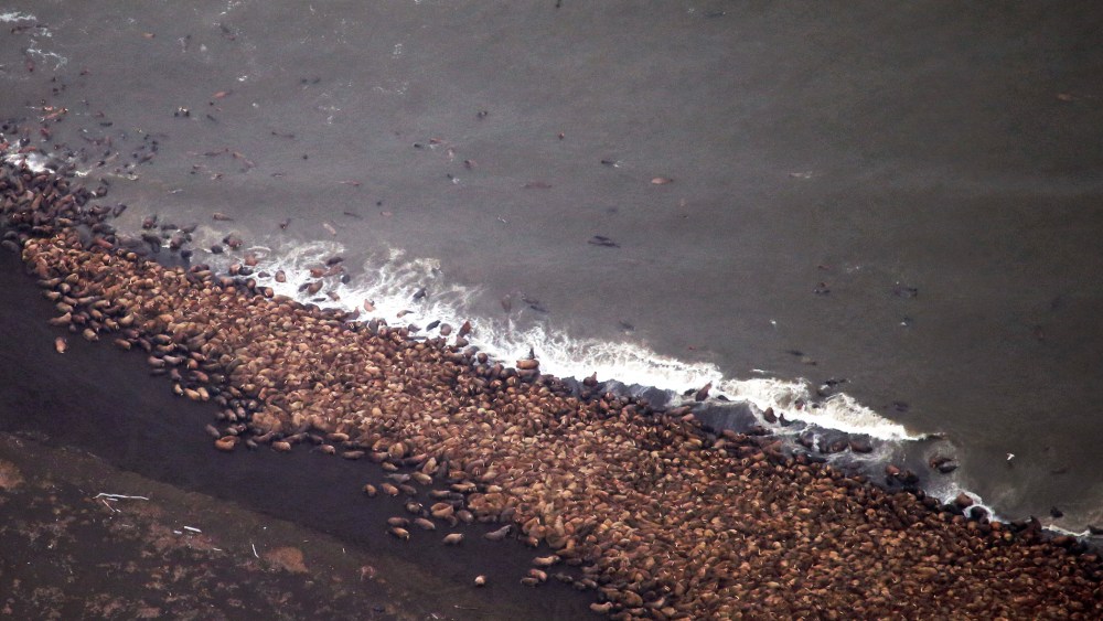 An estimated 35,000 walruses are pictured  are pictured hauled out on a beach near the village of Point Lay, Alaska, 700 miles northwest of Anchorage