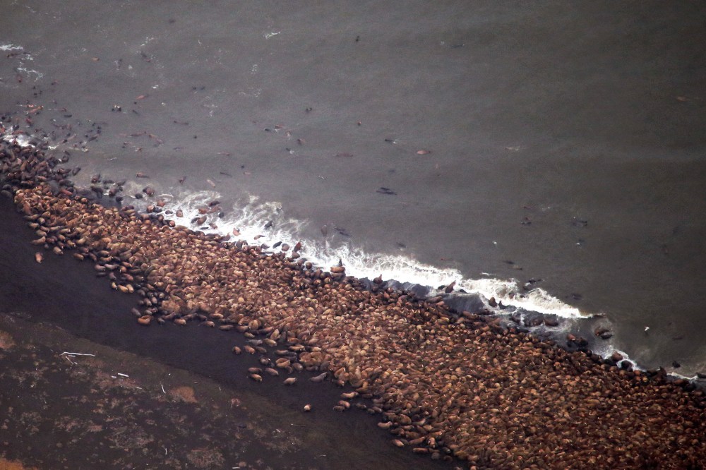 An estimated 35,000 walruses are pictured  are pictured hauled out on a beach near the village of Point Lay, Alaska, 700 miles northwest of Anchorage