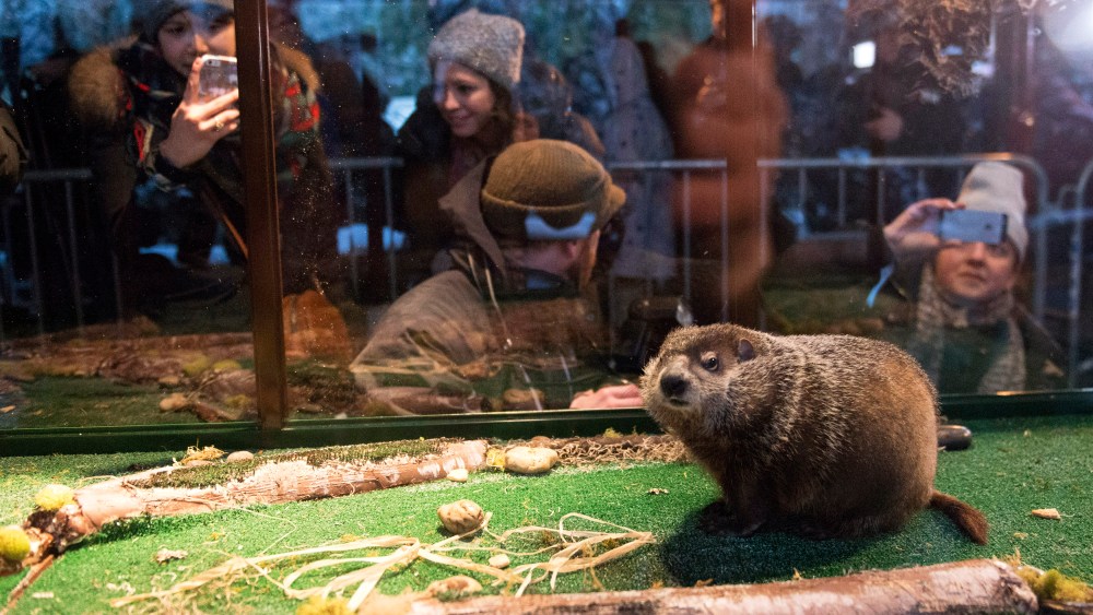 Groundhog Staten Island Chuck is seen in his viewing unit, a box with clear plastic sides and fake turf, during a Groundhog Day weather prediction event at the Staten Island Zoo in N.Y. on Feb. 2, 2015. (Photo by Stephanie Keith/Reuters)
