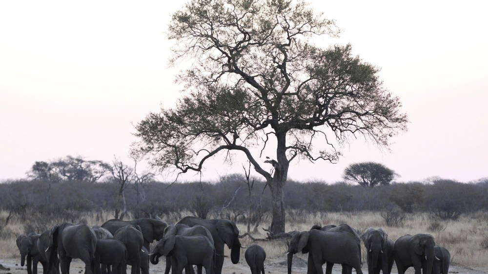 A herd of a elephants gather at a water hole in Zimbabwe's Hwange National Park
