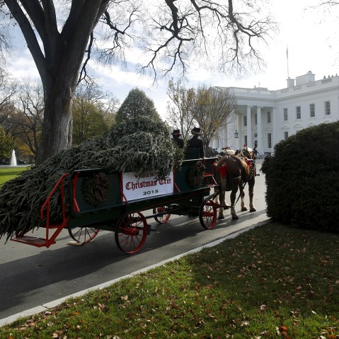 The Official White House Christmas Tree arrives at the White House in Washington, Nov. 27, 2015. This year's White House Christmas Tree is an 18.5-foot Fraser fir grown by Jay and Glenn Bustard in Lansdale, Penn. (Photo by Carlos Barria/Reuters)