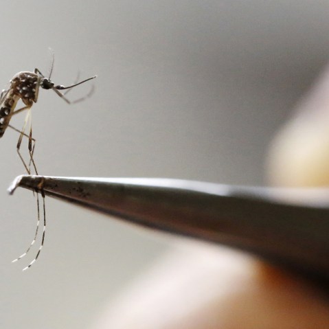An Aedes Aegypti mosquito is seen in a lab of the International Training and Medical Research Training Center (CIDEIM) in Cali, Colombia, Feb. 2, 2016. (Photo by Jaime Saldarriaga/Reuters)