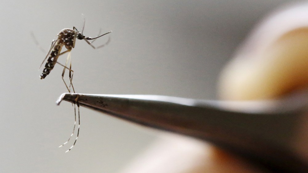 An Aedes Aegypti mosquito is seen in a lab of the International Training and Medical Research Training Center (CIDEIM) in Cali, Colombia, Feb. 2, 2016. (Photo by Jaime Saldarriaga/Reuters)