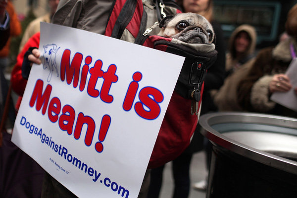 A pug named Sake sitting in his owner's backpack outside of the Westminster Kennel Club Dog Show in New York on Tuesday.