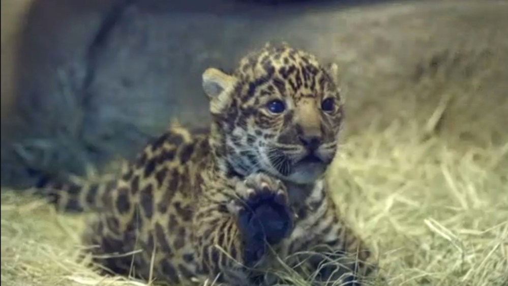 San Diego Zoo's newborn Jaguar cub. (Photo courtesy of San Diego Zoo)