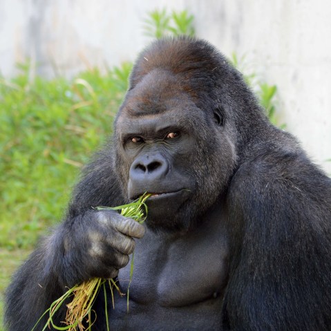 Giant male gorilla Shabani at the Higashiyama Zoo in Nagoya in Aichi prefecture in central Japan on June 26, 2015. (Photo by Higashiyama Zoo AND Botanical Garden/AFP/Getty)
