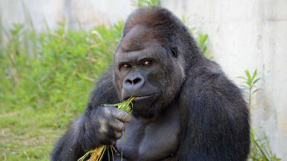 Giant male gorilla Shabani at the Higashiyama Zoo in Nagoya in Aichi prefecture in central Japan on June 26, 2015. (Photo by Higashiyama Zoo AND Botanical Garden/AFP/Getty)