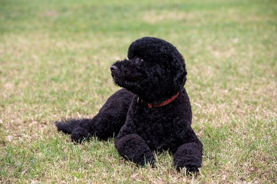 Sunny, the Obamas' new dog