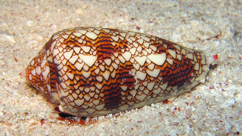 "Textile cone"