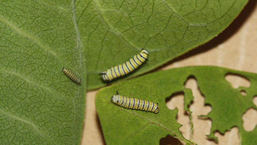 ?, ? and ? munching on milkweed