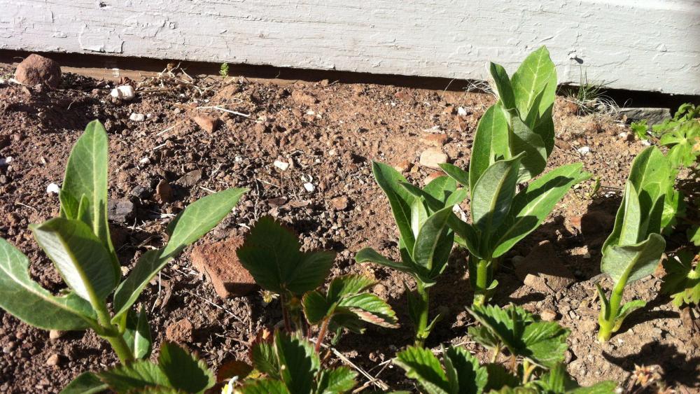 Strawberries and milkweed.