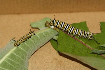 Of caterpillars and cannibalism