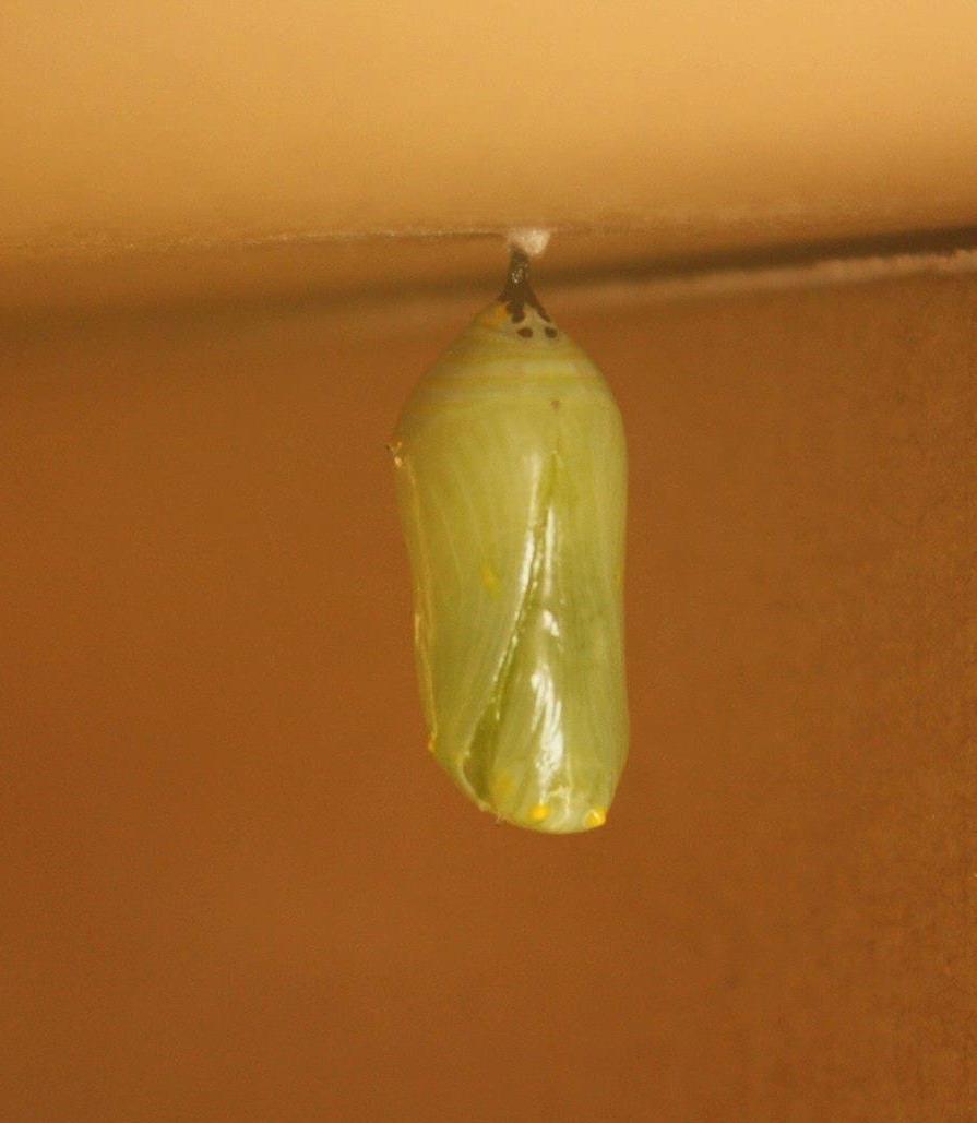 Chrysalis of contrition?