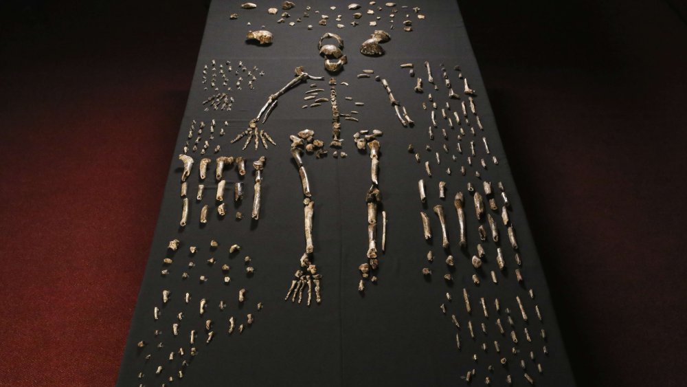 A hand out image made available by the University of the Witwatersrand, shows the skeleton of Homo naledi pictured in the Wits bone vault at the Evolutionary Studies Institute at the University of the Witwatersrand, Johannesburg, on September 13, 2014.