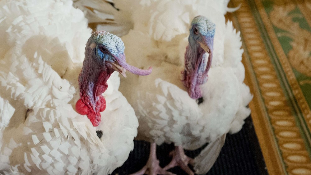 Image: US-HOLIDAY-THANKSGIVING-TURKEY