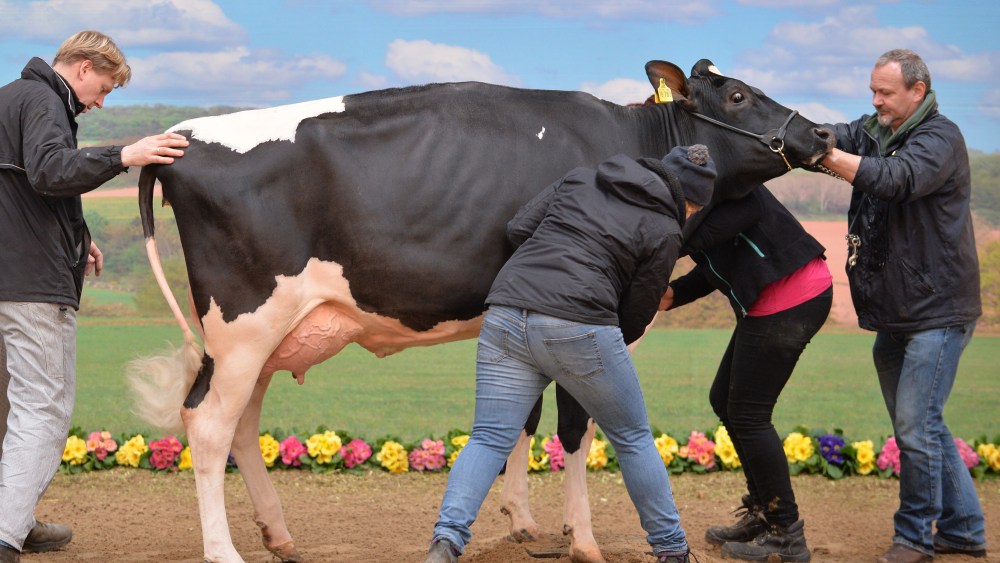 42nd 'Exhibit of the Best' agricultural show, Germany