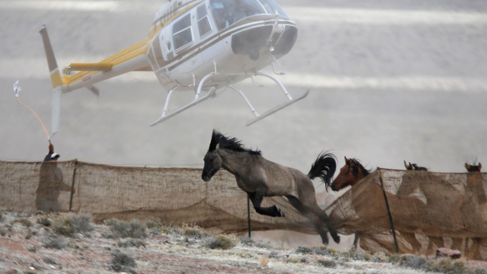 Several wild horses escape as a helicopter is used by the Bureau of Land Management (BLM) to gather wild horses into a trap south of Garrison, Utah
