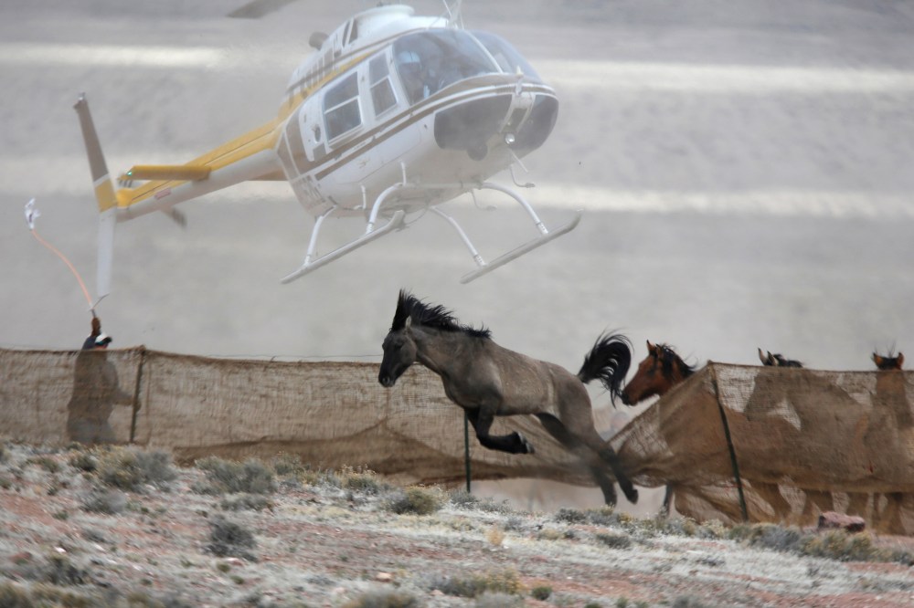 Several wild horses escape as a helicopter is used by the Bureau of Land Management (BLM) to gather wild horses into a trap south of Garrison, Utah