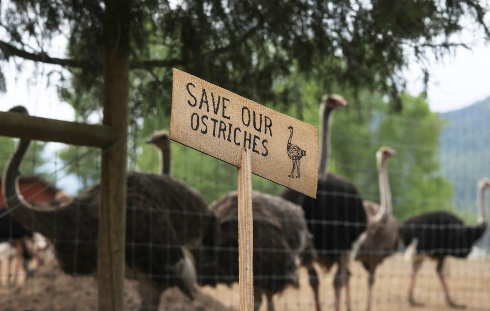 A sign calling for the protection of ostriches at the Universal Ostrich Farms.
