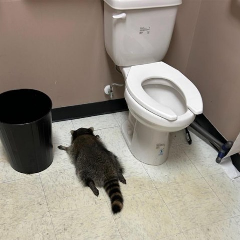 A drunk raccoon flat on its stomach between a toilet and a trash can.
