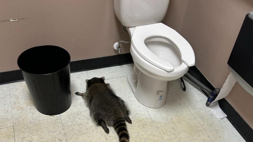A drunk raccoon flat on its stomach between a toilet and a trash can.