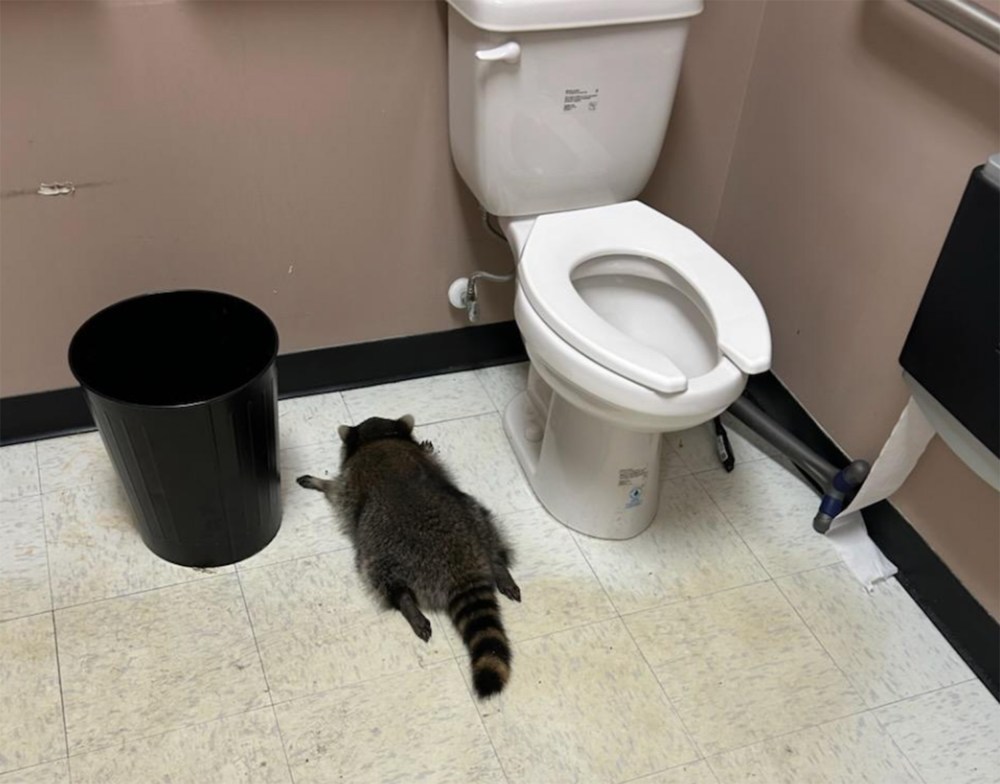 A drunk raccoon flat on its stomach between a toilet and a trash can.