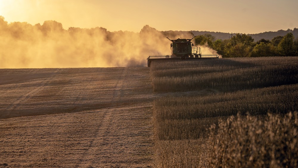 A combine harvests soybeans in Marion, Ky.