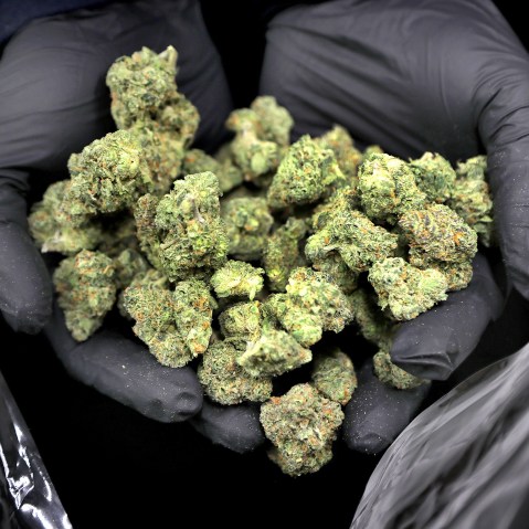 Dried marijuana awaits curing at a cannabis dispensary in Wareham, M.A.
