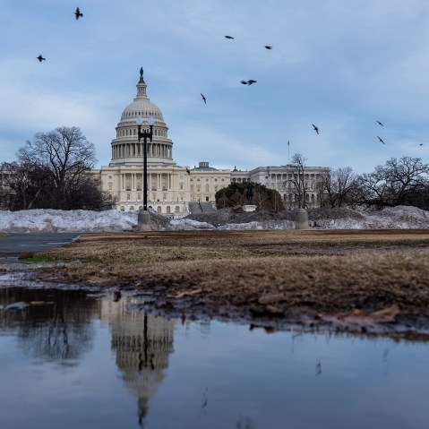 Birds fly around the Capitol, which is seen both in true form and as a reflection in a puddle.