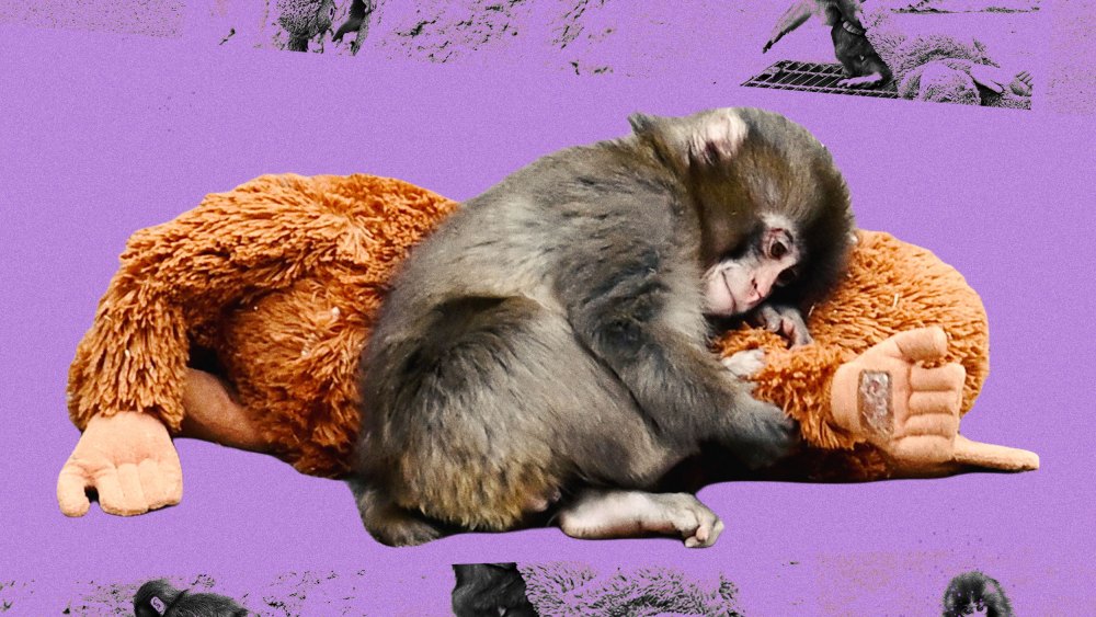 Photoillustration of Punch the monkey embracing his monkey toy.