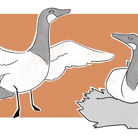 An illustration of two geese, one spreading its wings and one perched in a nest.