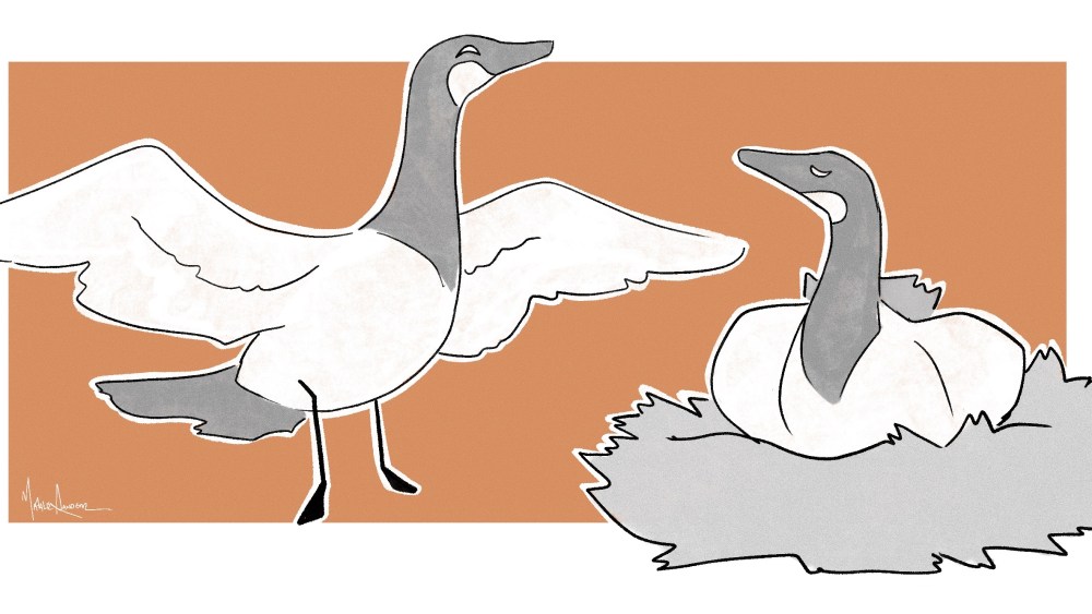 An illustration of two geese, one spreading its wings and one perched in a nest.