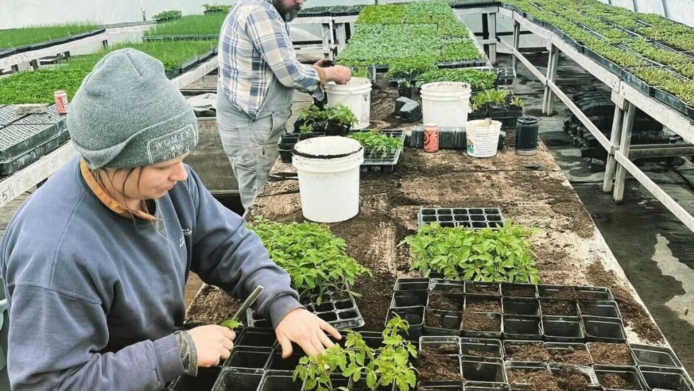 Famers planting small plants