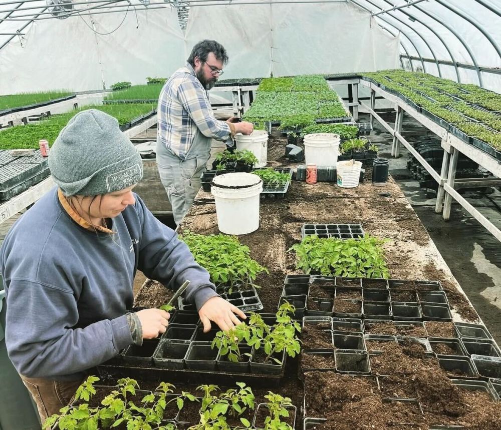 Famers planting small plants