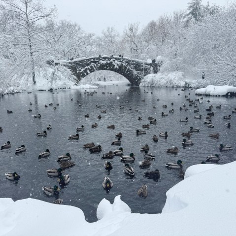 Ducks in a pond in Central Park during a winter storm in New York