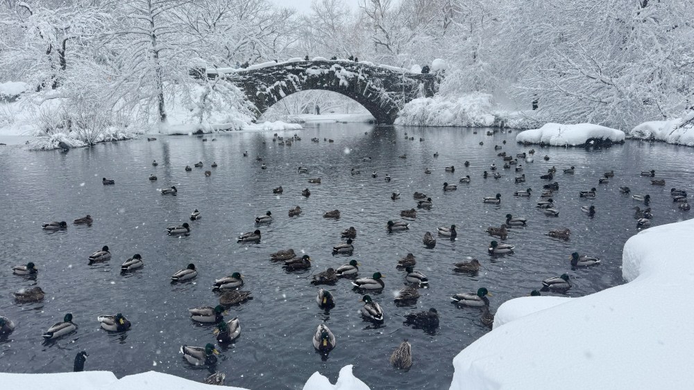 Ducks in a pond in Central Park during a winter storm in New York